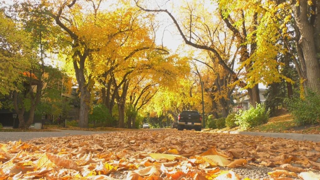 Window Canopy Section Calgary to plant 930,000 new trees to increase urban canopy
