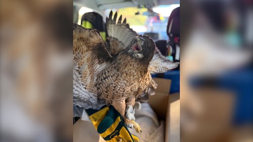Injured hawk rescued from B.C. highway