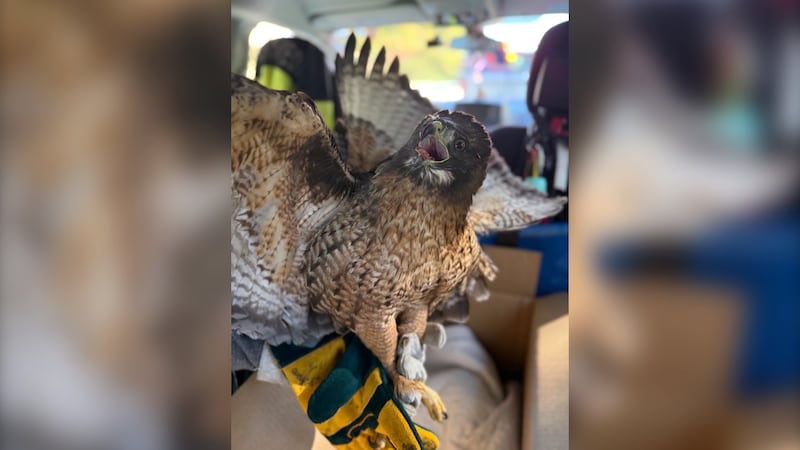 Injured hawk rescued from B.C. highway