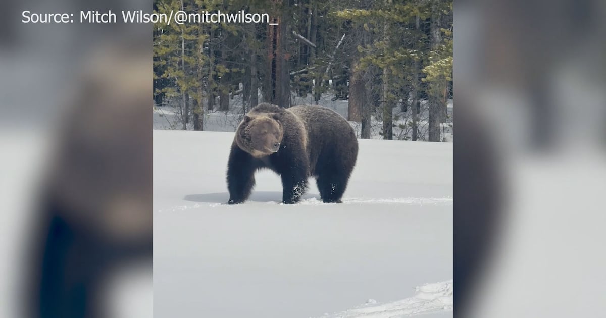 Is protecting The Boss worth the cost?