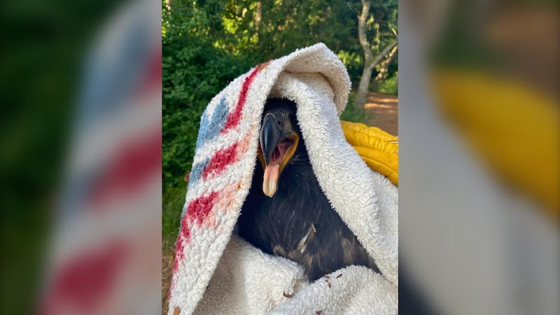 Young bald eagle returned to nest after rescue in Victoria, B.C.