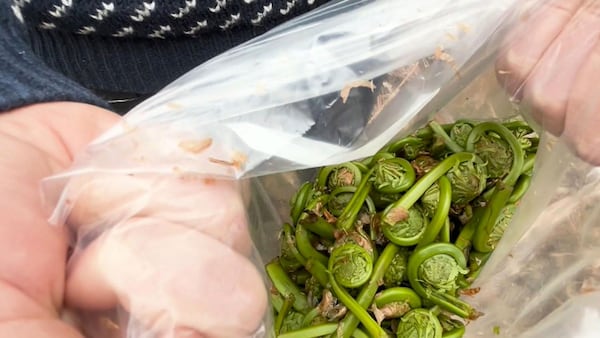 Foraging for fiddleheads: A springtime tradition in the Maritimes is in full swing