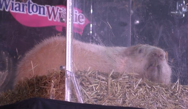 ‘A national icon’: Wiarton searches for new albino groundhog as town’s famous rodent resident passes away