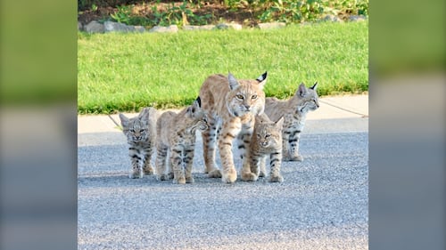 Calgary homeowner gets surprise visit from a family of bobcats