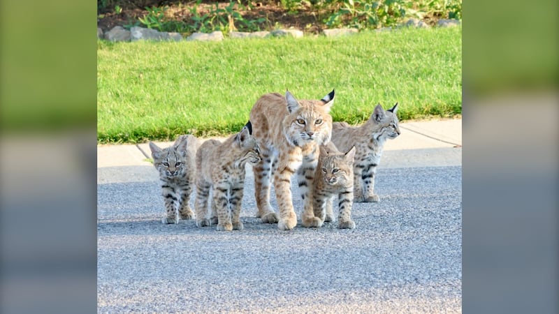 Calgary homeowner gets surprise visit from a family of bobcats