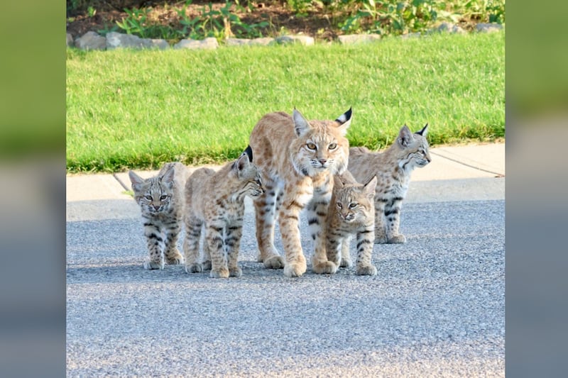 Calgary homeowner gets surprise visit from a family of bobcats
