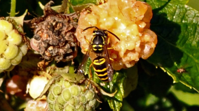 Wasp attack warnings as swarms surge in B.C. amid warm weather and abundant food