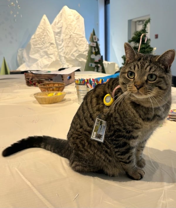 Muffin the cat visits the Dorval Library every day. Now he’s a card-carrying member