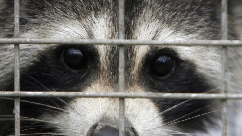 Rabies vaccination program for skunks, raccoons in effort to stop spread to Montreal