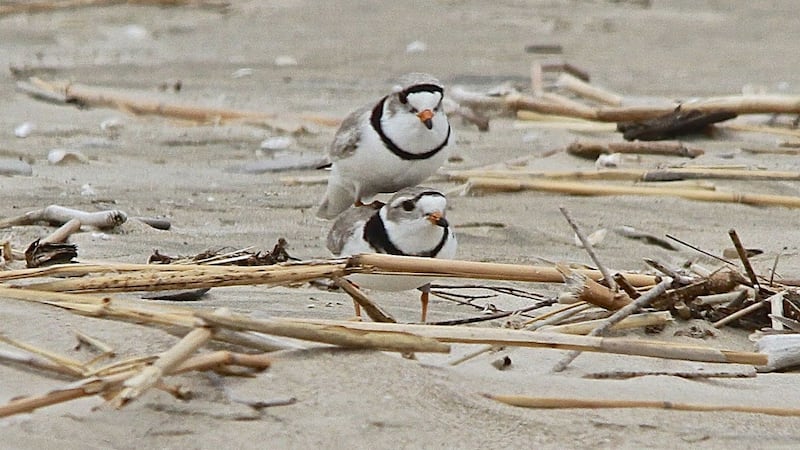 Two Piping Plovers have flocked to Wasaga Beach