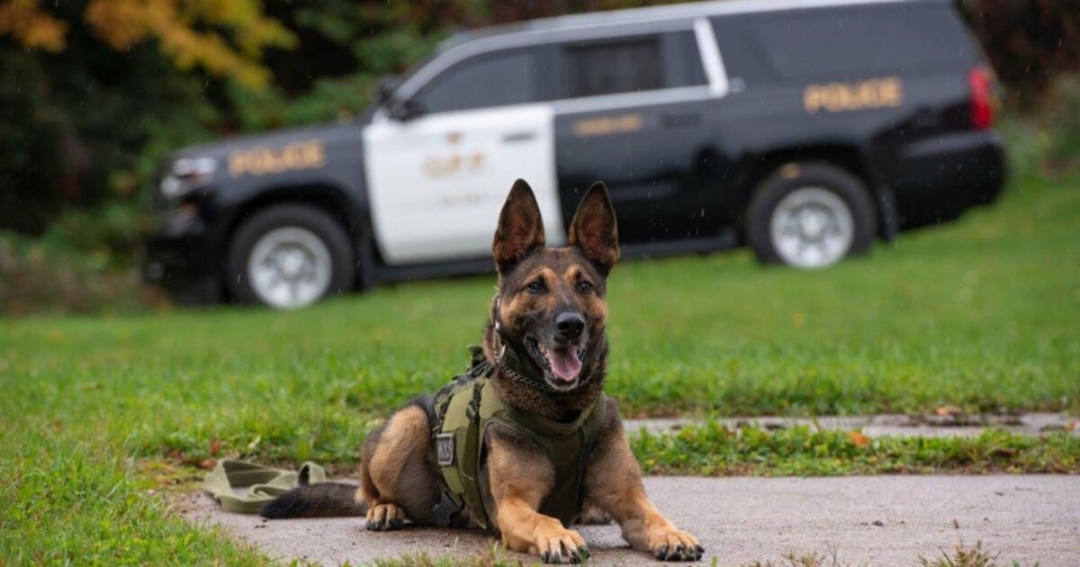 Opp Service OPP service dog 'Maximus' helps find man in ditch