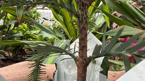 Regina Floral Conservatory. Oct. 2, 2026. (Gareth Dillistone/CTV News)