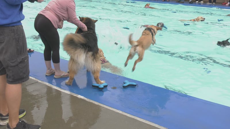 St. Albert enjoys ‘dogs having a blast’ during annual Labour Day swim for canines