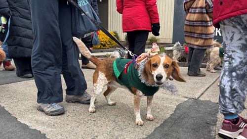 A brown and white dog is wearing a green sweater.
