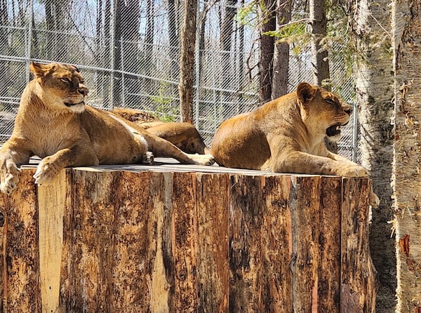 Trio of pregnant lions reveals dark reality of captive breeding