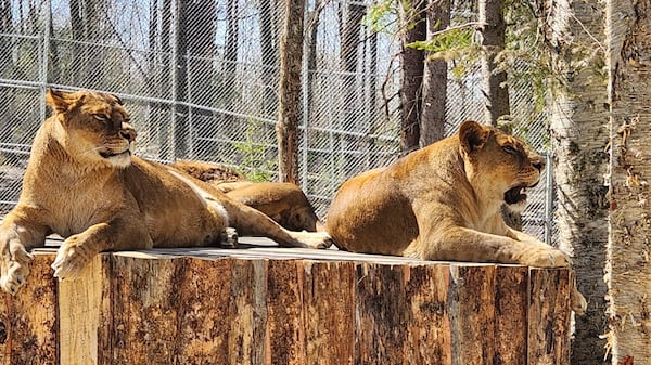 Part 2: Trio of pregnant lions reveal dark reality of captive breeding