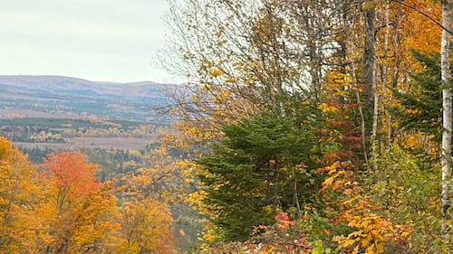 Trees are pictured with the leaves changing colours.