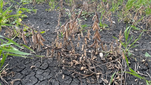 Farmers in this province call this harvest season ‘the worst crop we’ve had’ in more than a decade