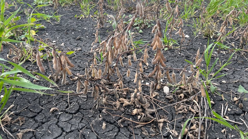 Farmers in this province call this harvest season ‘the worst crop we’ve had’ in more than a decade