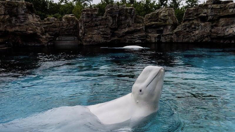 Canada's last captive whales set to leave Marineland for U.S. aquariums