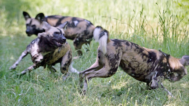 African wild dogs trek thousands of kilometres to find mates, study shows