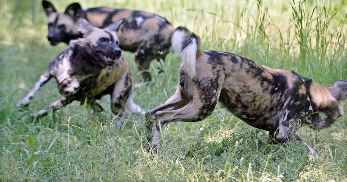 Afrikanische Wildhunde legen Tausende von Kilometern auf der Suche nach ...