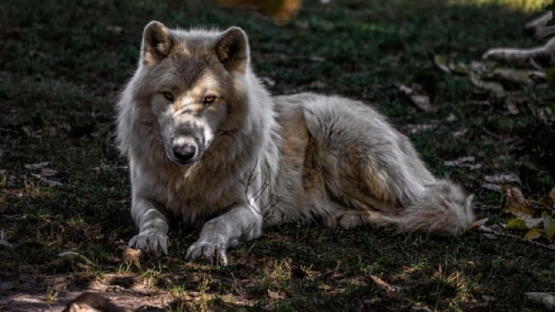 Two Ontario trappers fined $5,700 for unlawful trapping practices