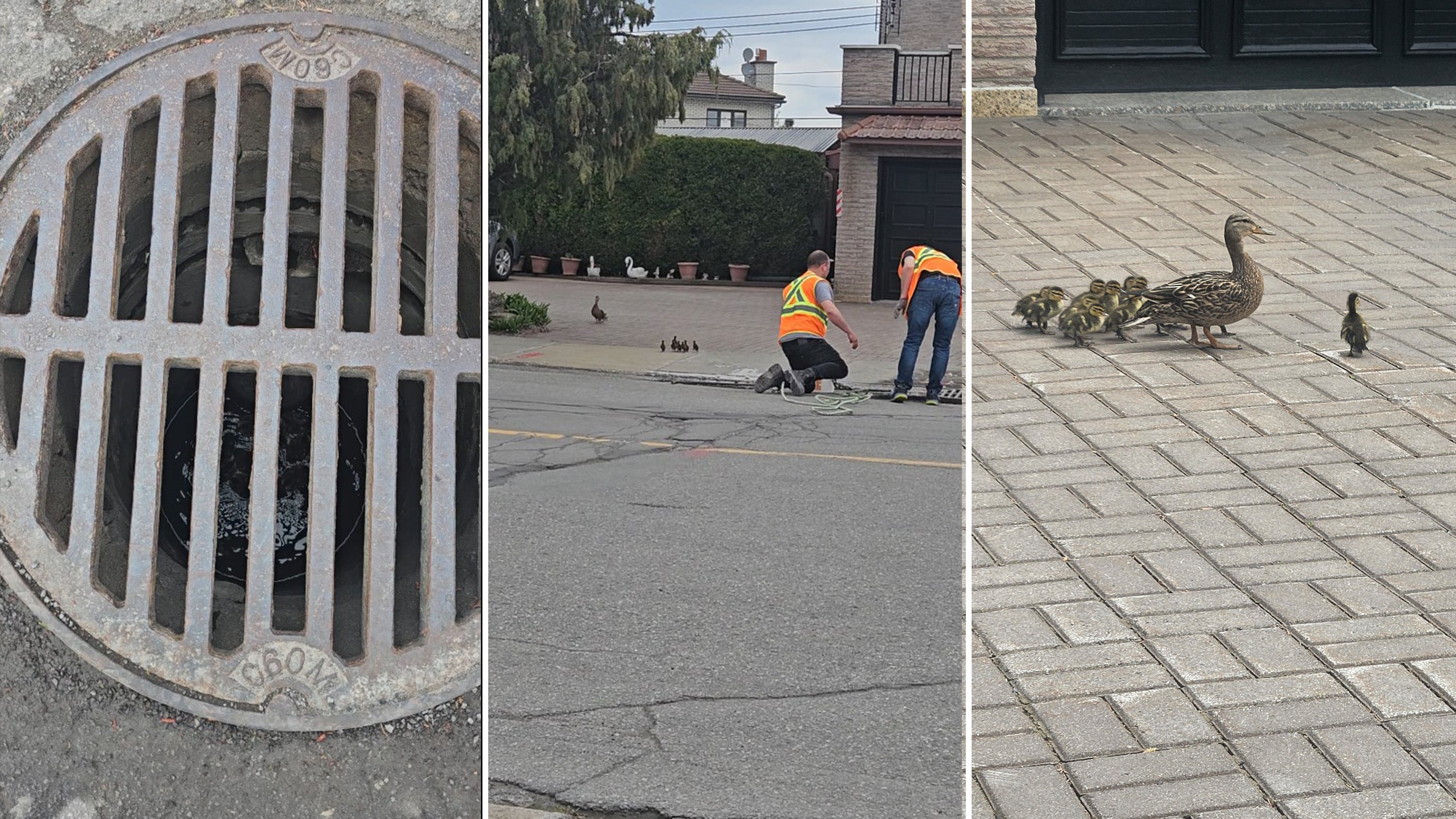 Montreal city workers rescue 14 ducklings from sewer