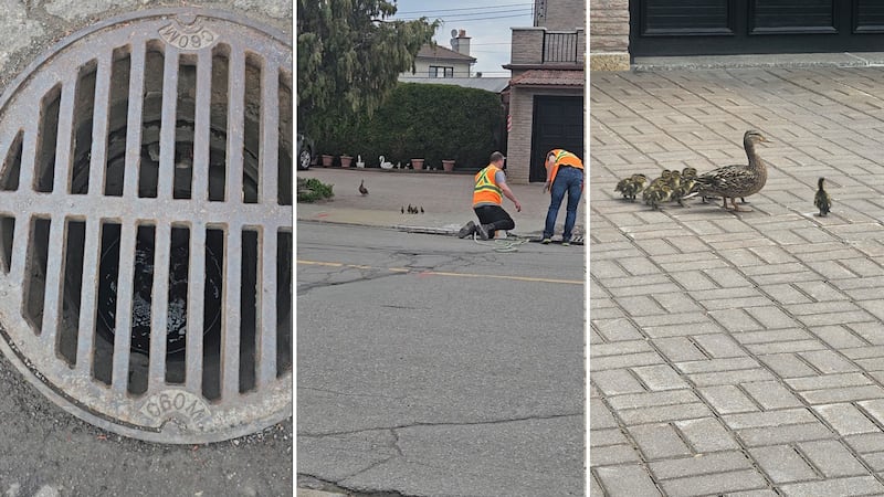 Montreal city workers rescue 14 ducklings from sewer