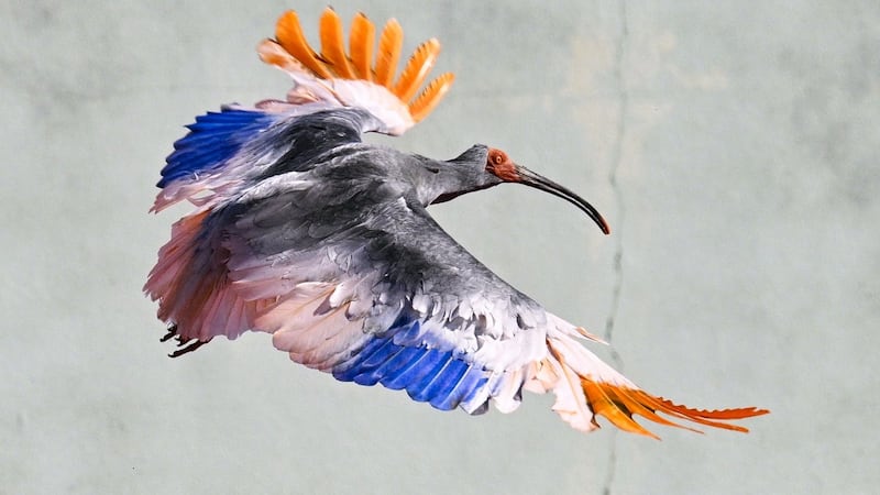 8 crested ibises released in Japanese town decades after extinction in Japan