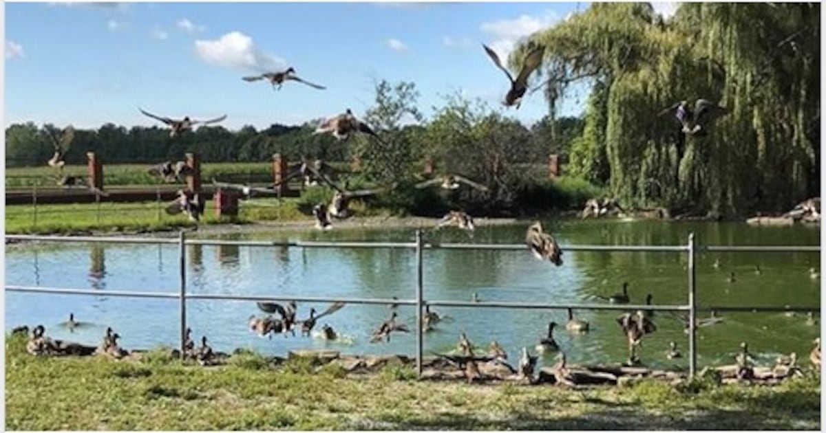 Dead geese, speeding drivers prompt safety push outside Jack Miner sanctuary