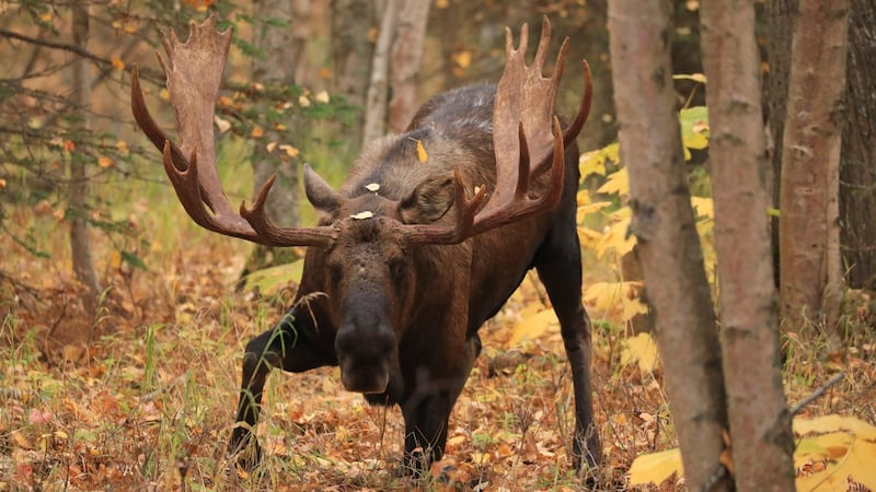 Illegal moose harvest leads to $5K fine, hunting ban for Ontario man