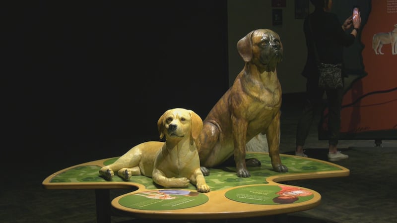 Dogs, reptiles and tequila: Here’s a non-hockey list of Edmonton events this weekend