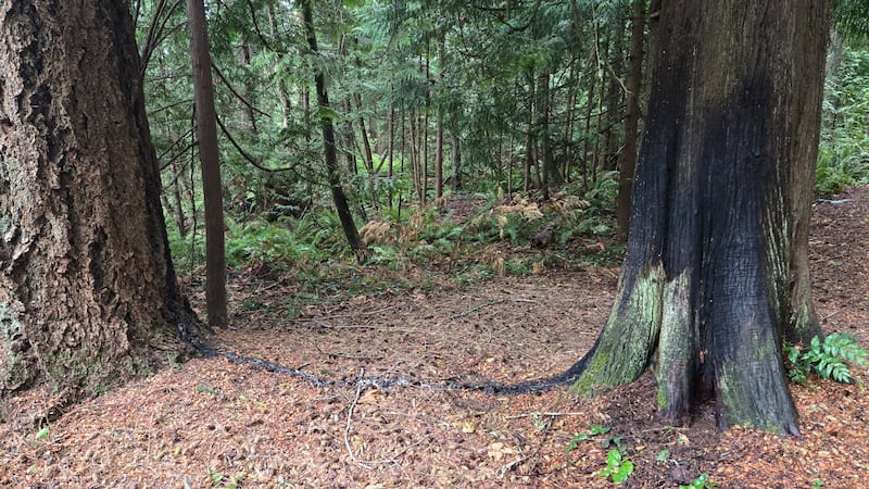 ‘Very large trees’ set on fire in Vancouver Island park, RCMP say