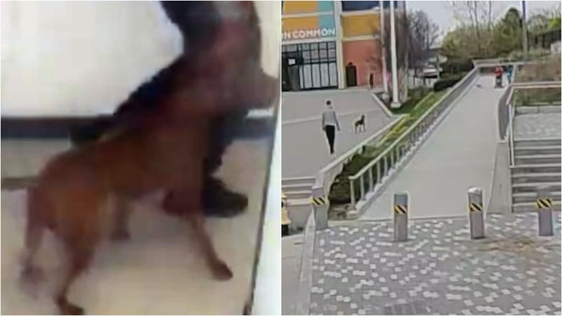 Video surfaces of off-leash dog attack in North York that left pet dead