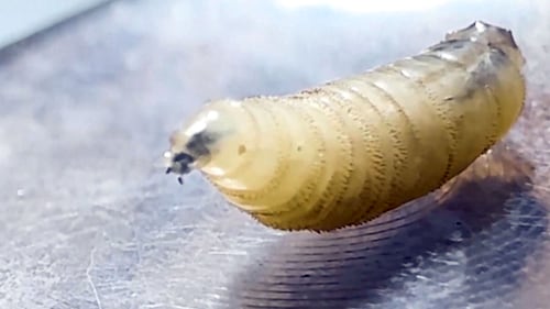 The U.S. has confirmed a screwworm case. Is the pest in Canada?
