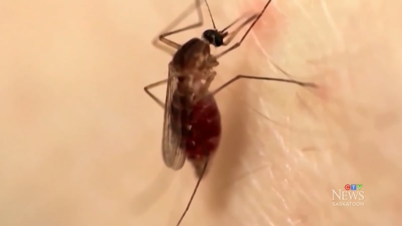 More rain could bring more mosquitoes to Saskatoon, city says