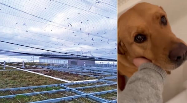 ‘My dog is terrified’: East-end Toronto resident sounds alarm over bird cannons