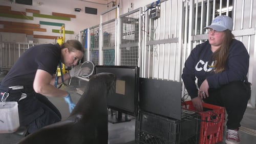 A seal uses a touchscreen at the Edmonton Valley Zoo. (Dave Mitchell/CTV News Edmonton)