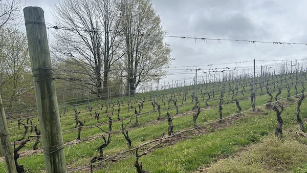 N.S. wine industry is ready to blossom, report finds