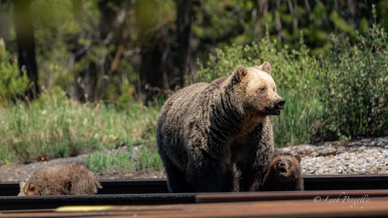 Off-leash dogs can increase chance of human-bear conflicts, study says