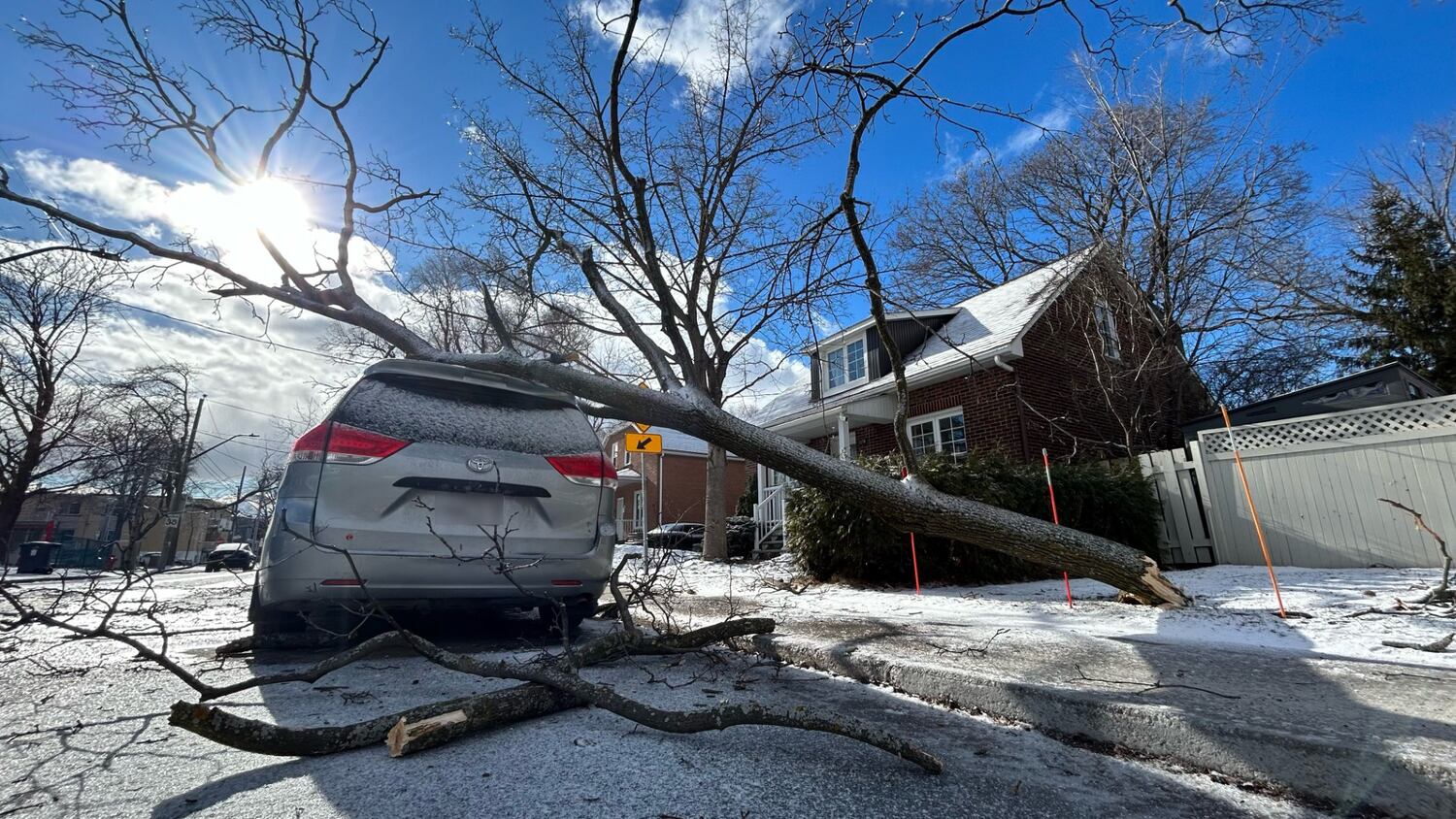 Strong winds down trees in Montreal – CTVNews
