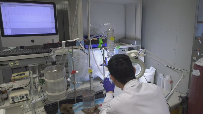 U of A researchers unlocked the molecule that makes snails sleepy. They say it could be groundbreaking organ transplant medicine
