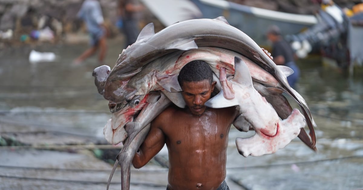 Photo: ctvnews.ca A fisherman carries his catch, including hammerhead sharks, ashore at the Sirah fish market in Aden, Yemen, Tuesday, Sept