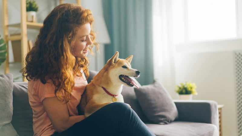 ‘Pets are family’: Calgary partners with humane society to tackle pet surrenders
