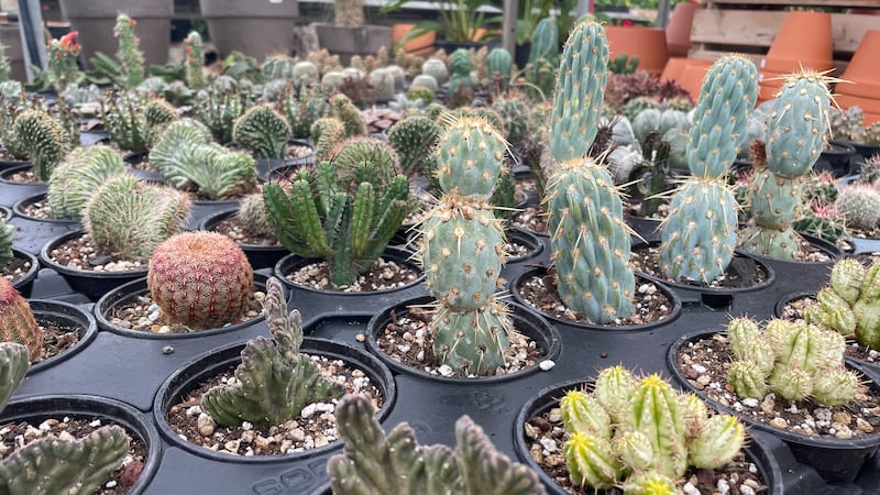 Quebec’s growing illegal plant trade a problem: study