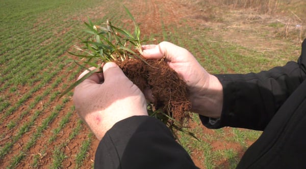 Fertilizer price hikes worry P.E.I. farmers, threaten food prices