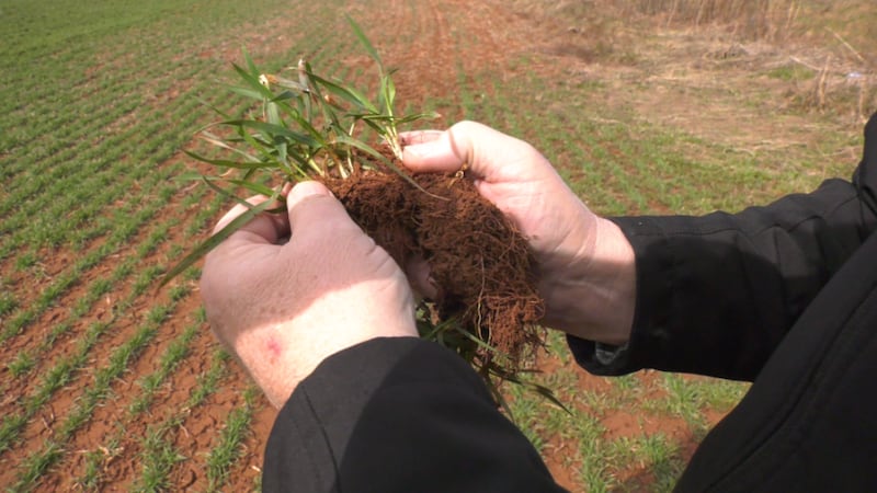 Fertilizer price hikes worry P.E.I. farmers, threaten food prices