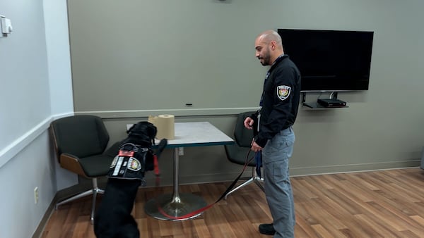 Meet Piper: the Labrador retriever who detects devices criminals try to hide