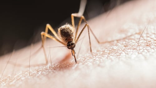 Toronto reports first human case of West Nile virus of the year